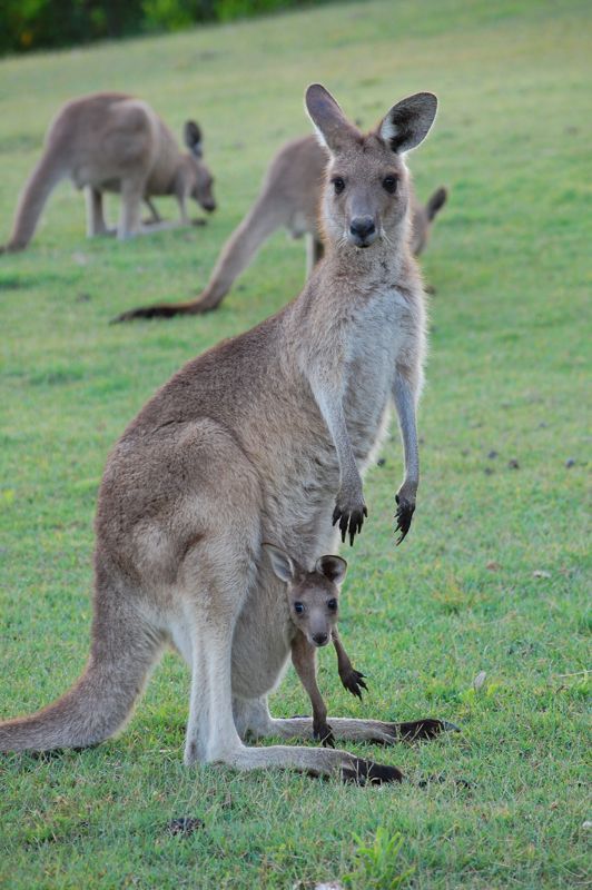 Eastern Grey Kangaroo  (Macropus giganteus)