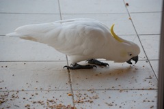 Sulphur Cockatoo (Cacatua galerita)