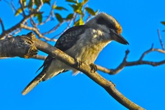 Kookaburra (Dacelo novaeguineae) 