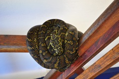 Diamon Python (Morelia spilota) 