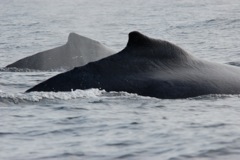 Humpback Whales (Megaptera novaeangliae)