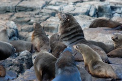 Australian Fur Seals (Arctocephalus pusillus dorifer)