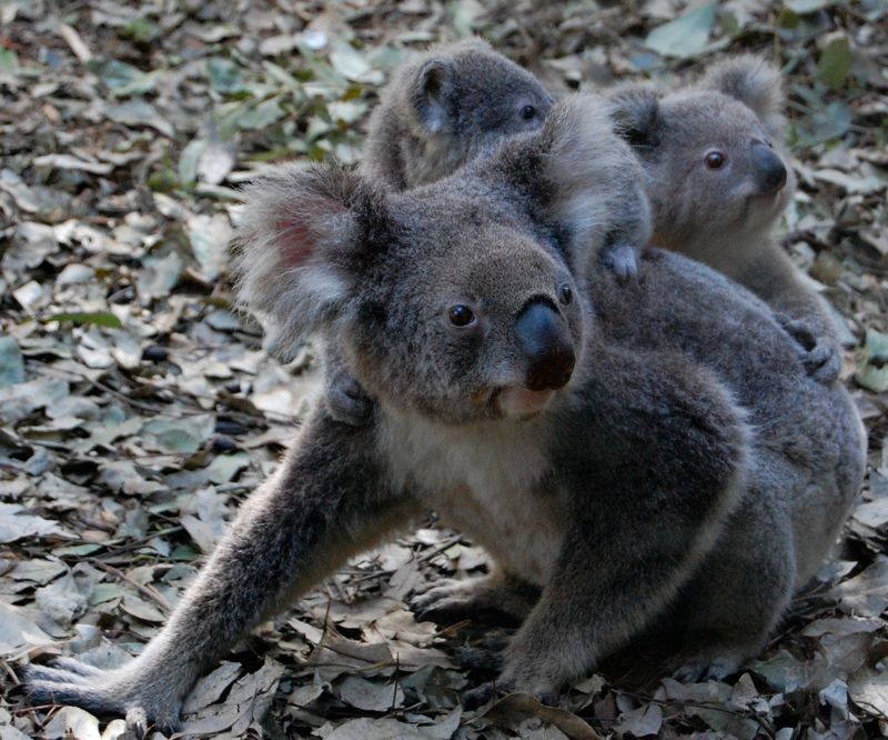 Koala (Phascolarctos cenereus)