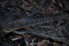 Australien-Krokodil (Crocodylus johnsoni) 