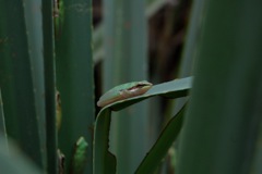 Nördlicher Zwerglaubfrosch (Litoria bicolor)