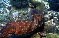 Mating squids