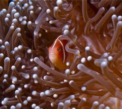 Amphiprion at home